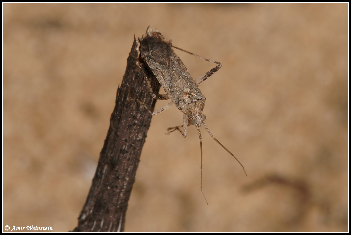 Heteroptera d''Israele - Miridae